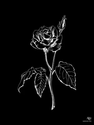 Один Красивая Красная Роза С Черном Фоне — стоковые фотографии и другие  картинки Без людей - Без людей, Ботаника, Букет - iStock