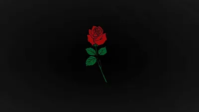 Красная роза на черном фоне Стоковое Фото - изображение насчитывающей  природа, лепесток: 162875368
