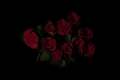 Розы на черном фоне - красивые фото
