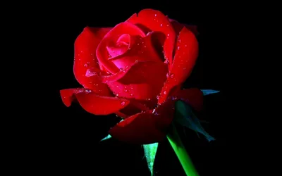 🌼 дымная красная роза на чёрном…» — создано в Шедевруме