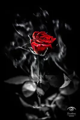 Фотообои Розовая роза на черном фоне купить в Оренбурге, Арт. 10-323 в  интернет-магазине, цены в Мастерфресок