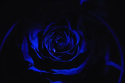 Декоративная роза с дымом на черном фоне И картинка для бесплатной загрузки  - Pngtree