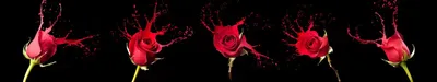 Красная роза на чёрном фоне, красное, розы, цветы, чёрное х - Обои для  рабочего стола