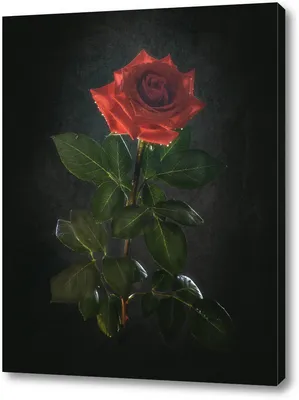 Обои роза на черном фоне - 66 фото