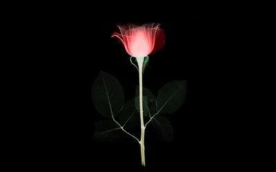 Красивая свежая красная роза на черном фоне :: Стоковая фотография ::  Pixel-Shot Studio
