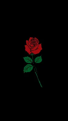Картинка Красная роза на черном фоне » Розы картинки (255 фото) - Картинки  24 » Картинки 24 - скачать картинки бесплатно