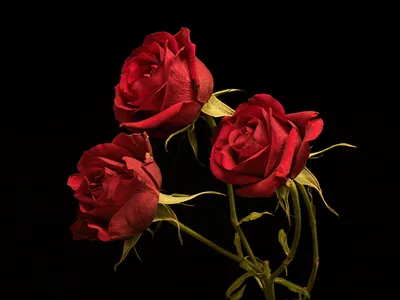 Красная роза на черном фоне Стоковое Фото - изображение насчитывающей  цветки, очарование: 159693510