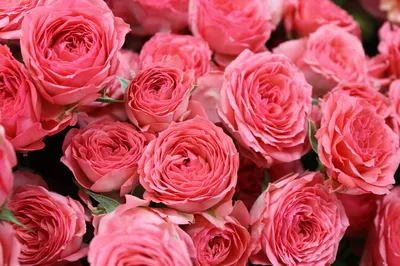 Модные оттенки цвета пыльной розы в оформлении домашнего интерьера: Идеи и  вдохновение в журнале Ярмарки Мастеров