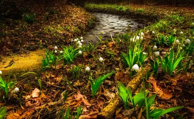 Горный ручей весной. Природа Карпатских гор Stock Photo | Adobe Stock