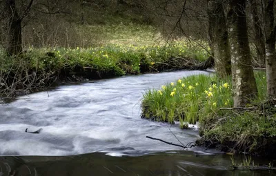 Весна, журчание ручья в лесу, Spring, sound of a creek in the forest -  YouTube