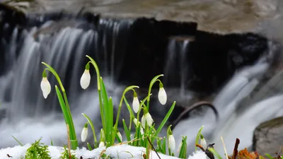 Картинка Весенний ручей » Весна » Природа » Картинки 24 - скачать картинки  бесплатно