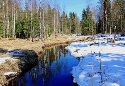 Горный ручей весной. Тающий снег Stock Photo | Adobe Stock