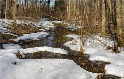Ручей между зимой и весной — Фото №288750