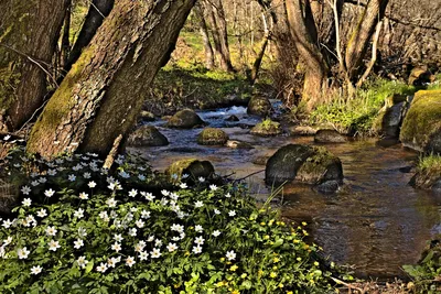 У ручья весной | Пейзажи, Природа, Весна