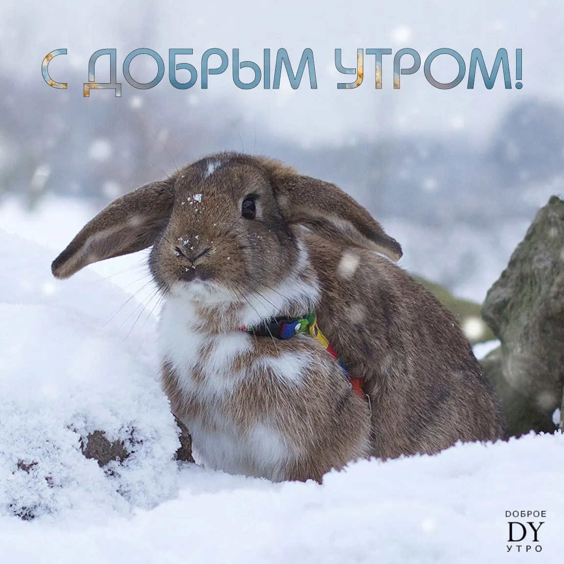 Доброе утро кролик