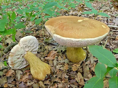 Съедобные грибы (ДЭ-3, Т. 4). | Грибы, Листья, Растения