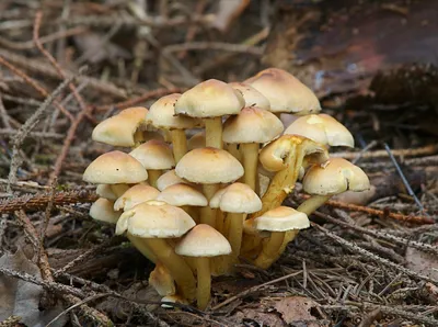 Съедобные и ядовитые грибы – онлайн-тренажер для подготовки к ЕНТ, итоговой  аттестации и ВОУД