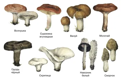 Съедобные грибы и их ложные двойники - Инфографика - РИАМО в Подольске