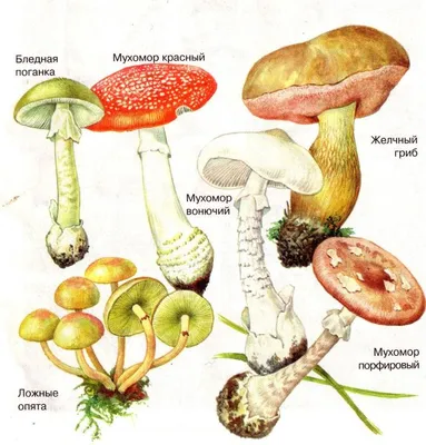 Запомните эти съедобные грибы: за них грозят огромные штрафы - Delfi RU