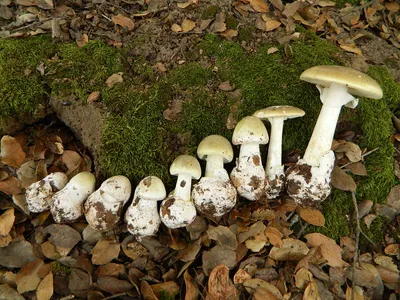Грибы съедобные и ядовитые: как отличить, правила сбора грибов