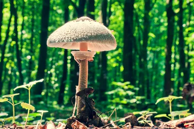 Малоизвестные съедобные грибы, К. Г. Булгаков – скачать книгу fb2, epub,  pdf на ЛитРес