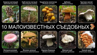Как отличить съедобные грибы от ядовитых - инфографика