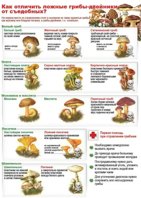 Как собрать только съедобные грибы - Михаил Вишневский