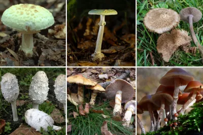 Картинка съедобные грибы фотографии