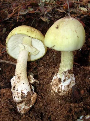 Чем опасны даже съедобные грибы, рассказал врач | Заря
