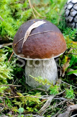 Большие съедобные грибы в деревянной корзине Stock Photo | Adobe Stock