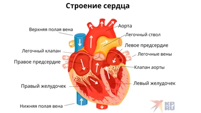 Все аритмии потенциально опасны»: как понять, что сердце «сбоит» - Газета.Ru