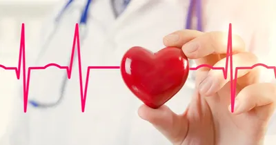 УЗИ сердца | УЗИ органов и систем