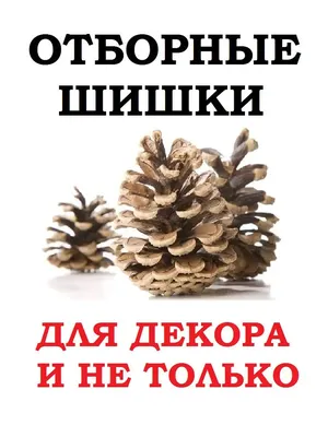 шишка - Wiktionary, the free dictionary