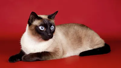 Картинка сиамской кошки фотографии