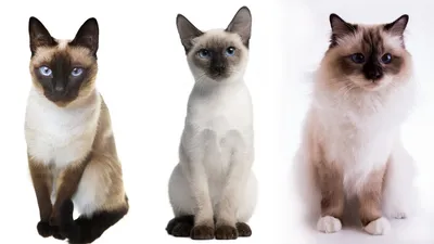 Сиамская кошка: фото, характер, описание породы | РБК Life