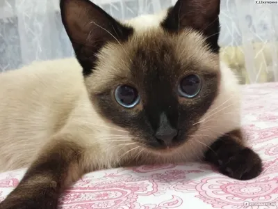 Сколько живут сиамские кошки в домашних условиях и как увеличить  продолжительность жизни