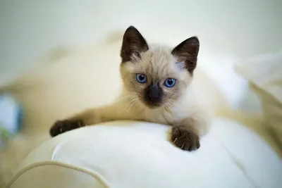 Сиамская кошка - «Врага убъю, хозяина люблю или все прелести сиамской кошки.»  | отзывы
