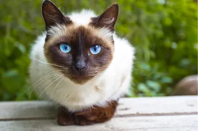 Аристократическая порода кошек: Сиамские кошки - тайна Бангкока» — создано  в Шедевруме