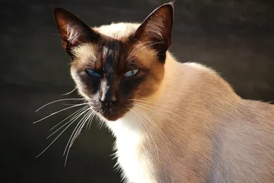 Сиамская кошка: фото, характер, описание породы