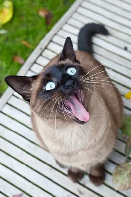 Любят ли сиамские кошки воду?— ModernVet