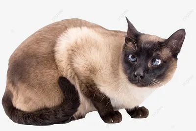 сиамская кошка с голубыми глазами на черном фоне, картинка сиамской кошки  фон картинки и Фото для бесплатной загрузки