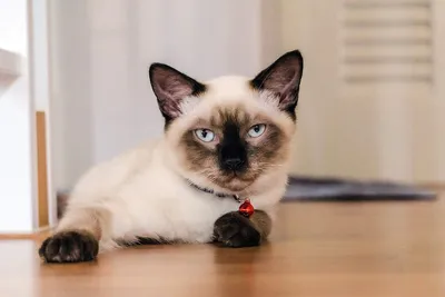 длинноволосая сиамская кошка Стоковое Фото - изображение насчитывающей  длиной, больш: 234463504