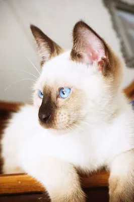 Сиамская кошка коричневый PNG , Сиамская кошка, коричневый, животное PNG  рисунок для бесплатной загрузки