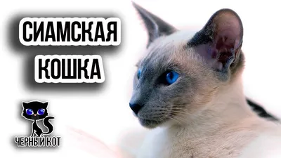Две сиамские кошки с голубыми глазами смотрят друг на друга, картинка сиамской  кошки, кошка, животное фон картинки и Фото для бесплатной загрузки