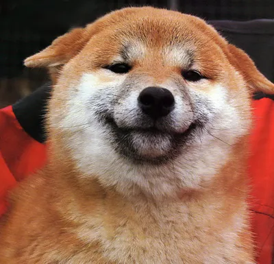 Собака Сиба-ину, красиво, эстетично…» — создано в Шедевруме