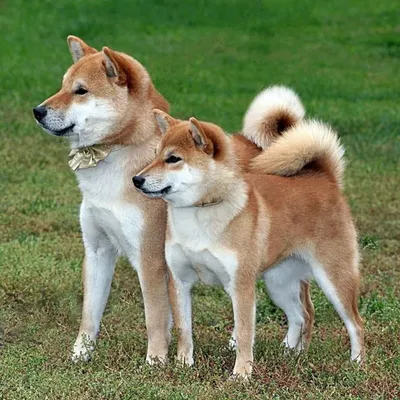 Имена для сиба, японские имена для сиба ину, японское имя для щенка сиба,  перевод имен для сиба, японские имена для собак девочек, японские имена для  собак мальчиков