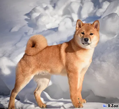 6 Oldest Shiba Inu in the World - Oldest.org