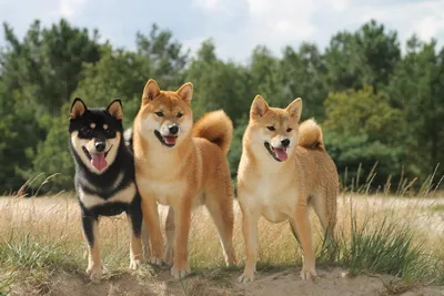 Сиба-ину - описание породы, размеры и фото собаки | Цена сиба-ину | Pet-Yes