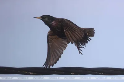 Скворец обыкновенный (Sturnus vulgaris)