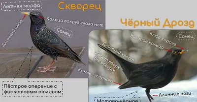 Фотофакт. Скворцы возвращаются в Гродно после зимовки — Блог Гродно s13